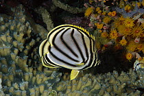 Meyer's Butterflyfish (Chaetodon meyeri), Manado, Indonesia