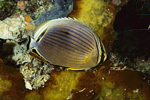 Pacific Pinstriped Butterflyfish (Chaetodon lunulatus) showing nocturnal coloration, North Sulawesi, Indonesia