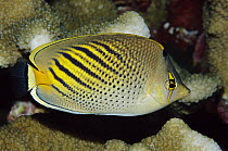 Dot-and-dash Butterflyfish (Chaetodon pelewensis), Tonga
