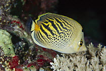 Dot-and-dash Butterflyfish (Chaetodon pelewensis), Coral Sea, Australia
