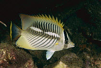 Chevron Butterflyfish (Chaetodon trifascialis) showing nocturnal coloration, Bali, Indonesia