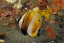 Golden-girdled Coralfish (Coradion chrysozonus) showing nocturnal coloration, Komodo Island, Indonesia