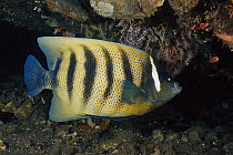 Six-banded Angelfish (Pomacanthus sexstriatus), Bali, Indonesia