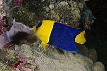 Blue And Gold Angelfish (Centropyge bicolor), Manado, Indonesia