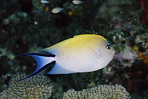 Blackspot Angelfish (Genicanthus melanospilos) female, Wakaya Island, Fiji