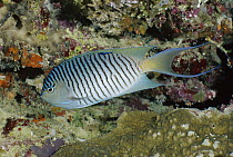 Blackspot Angelfish (Genicanthus melanospilos) male, Wakaya Island, Fiji