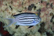 Lamarck's Angel Fish (Genicanthus lamarcki) male, Bali, Indonesia
