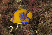 Clarion Angelfish (Holacanthus clarionensis) juvenile, Socorro Island, Mexico