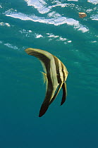 Longfin Batfish (Platax teira) juvenile, Nusa Tenggara, Indonesia
