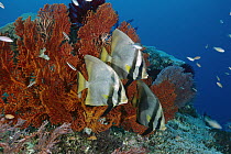 Dusky Batfish (Platax pinnatus) trio on reef, Gili Islands, Indonesia