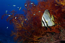 Dusky Batfish (Platax pinnatus) on reef, Gili Islands, Indonesia