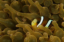 Clark's Anemonefish (Amphiprion clarkii) in tentacles of Bulb Tentacle Sea Anemone (Entacmaea quadricolor), Komodo Island, Indonesia