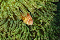 Pink Anemonefish (Amphiprion perideraion) in tentacles of Magnificent Sea Anemone (Heteractis magnifica), Kimbe Bay, Papua New Guinea