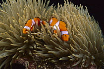 Blackfinned Clownfish (Amphiprion percula) pair in anemone tentacles, Kimbe Bay, Papua New Guinea