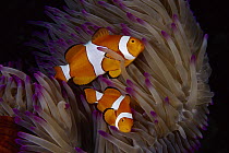 Blackfinned Clownfish (Amphiprion percula) pair in tentacles of Magnificent Sea Anemone (Heteractis magnifica), Great Barrier Reef, Australia