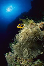 Orange-fin Anemonefish (Amphiprion chrysopterus) in anemone tentacles, Coral Sea, Australia