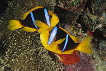 Orange-fin Anemonefish (Amphiprion chrysopterus) pair watching over eggs laid at base of sea anemone, Fiji