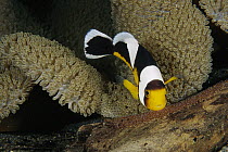 Saddleback Anemonefish (Amphiprion polymnus) watching over eggs laid at base of sea anemone, Milne Bay, Papua New Guinea
