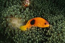 Red Saddleback Anemonefish (Amphiprion ephippium) in anemone tentacles, Andaman Sea, Thailand