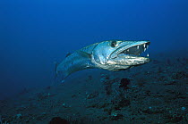 Great Barracuda (Sphyraena barracuda), Bali, Indonesia