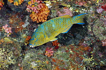 Blue-barred Parrotfish (Scarus ghobban), Andaman Sea, Thailand