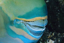 Redlip Parrotfish (Scarus rubroviolaceus) mouth showing teeth, Indonesia