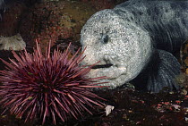 Wolf Eel (Anarrhichthys ocellatus) male eating sea urchin, British Columbia, Canada