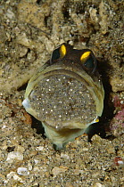 Spotfin Jawfish (Opistognathus sp) male protectively incubating clutch of eggs in its mouth, Manado, Indonesia