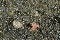Whitemargin Stargazer (Uranoscopus sulphureus) buried in the sand with tongue extended as a lure, Indonesia