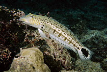Spotted Weever (Parapercis hexophthalma) swimming over reef, Tonga