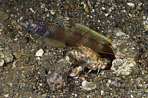 Metallic Shrimp-goby (Amblyeleotris latifasciata) keeps watch while its Snapping Shrimp (Alpheus sp) partner works on their burrow, Bali, Indonesia