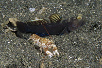 Barred Shrimp Goby (Cryptocentrus fasciatus) sharing a burrow with a Snapping Shrimp (Alpheus djiboutensis), Lembeh Strait, Indonesia