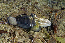 Banded Goby (Amblygobius phalaena), Milne Bay, Papua New Guinea
