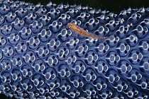 Goby (Pleurosicya mossambica) on ascidian, Komodo Island, Indonesia