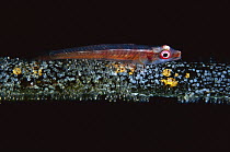Whip Coral Goby (Bryaninops youngei) among eggs, Manado, Indonesia