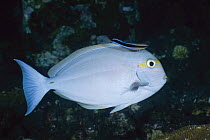 Elongate Surgeonfish (Acanthurus mata) being cleaned by Blue-streaked Cleaner Wrasse (Labroides dimidiatus), Bali, Indonesia