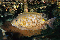 Deepbody Spinefoot (Siganus guttatus), Bali, Indonesia