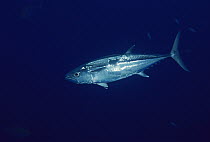 Dogtooth Tuna (Gymnosarda unicolor), Coral Sea, Australia