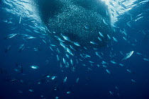 Tuna (Scombridae) going into a baitball to feed, Solomon Islands