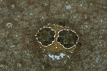 Ocellated Flounder (Pseudorhombus dupliciocellatus) fake eye spots, Lembeh Strait, Indonesia