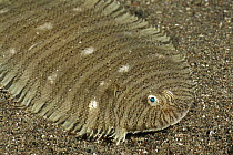 Wavyband Sole (Pseudaesopia japonica) camouflaged on ocean floor, Komodo Island, Indonesia