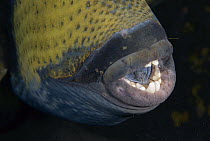 Titan Triggerfish (Balistoides viridescens) with spines from a sea urchin it has eaten, Bali, Indonesia
