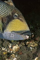 Titan Triggerfish (Balistoides viridescens) aerating clutch of eggs, Bali, Indonesia