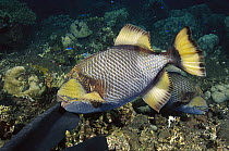 Titan Triggerfish (Balistoides viridescens) male attacking the fin of a diver who has come to close to its nest, Bali, Indonesia
