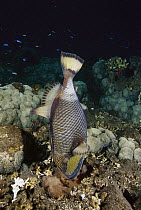 Titan Triggerfish (Balistoides viridescens) female blowing on her eggs to aerate them, Bali, Indonesia