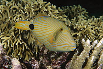 Orange-striped Triggerfish (Balistapus undulatus), Bali, Indonesia