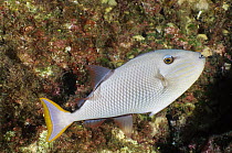 Crosshatch Triggerfish (Xanthichthys mento), Socorro Island, Mexico