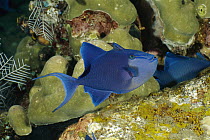 Redtoothed Filefish (Odonus niger), Bali, Indonesia