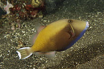 Halfmoon Triggerfish (Sufflamen chrysopterus), Bali, Indonesia