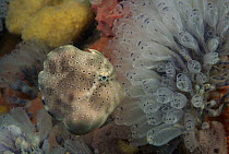 Pigmy Leatherjacket (Brachaluteres jacksonianus) clinging to an ascidian with its teeth at night, Australia